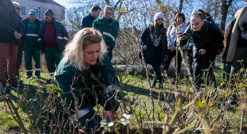 Nincsen rózsakert metszés nélkül – megkezdődött a kertészeti szezon – fotók