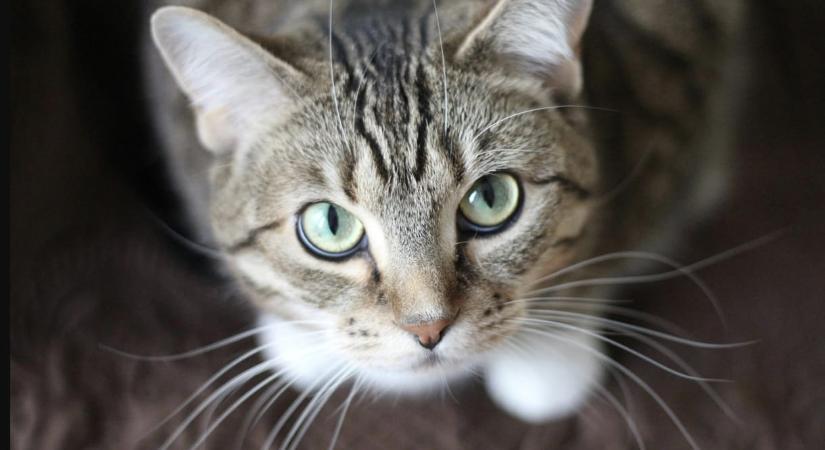 A macskák siethetnek az ember segítségére a rák leküzdésében