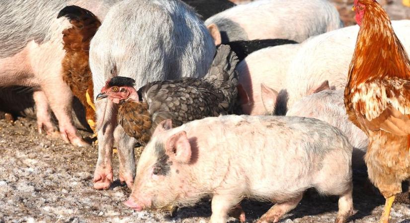 Rettegett kór tért vissza hazánkba – életveszélyes betegség, amely közelebb van, mint hinnéd