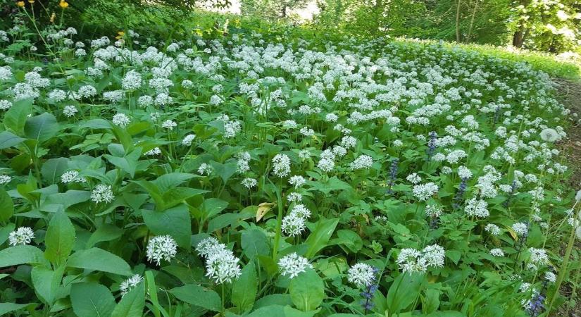 Medvehagyma-lelőhelyeket keres a Bakonyban? Megkezdődött a szezon, adunk hozzá tippeket