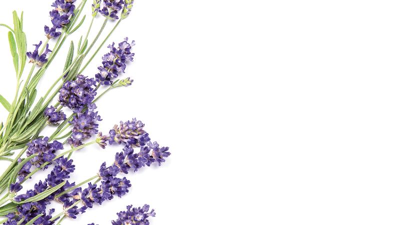 Szem előtt, mégis rejtve – A levendulaházasságok