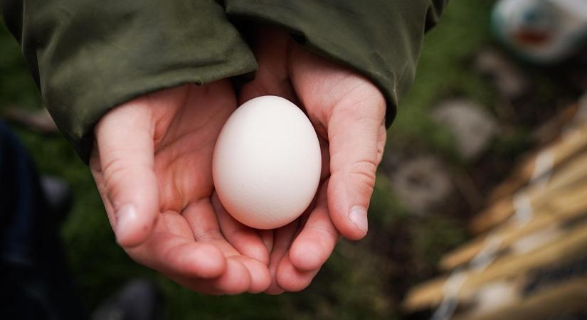 A baromfi tojástermelésének „titkos” fékjei februárban