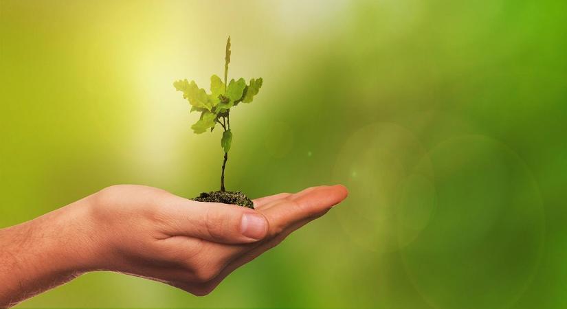 Ingyen kaphatsz facsemetét a kertedbe: csak ennyit kell tenned érte