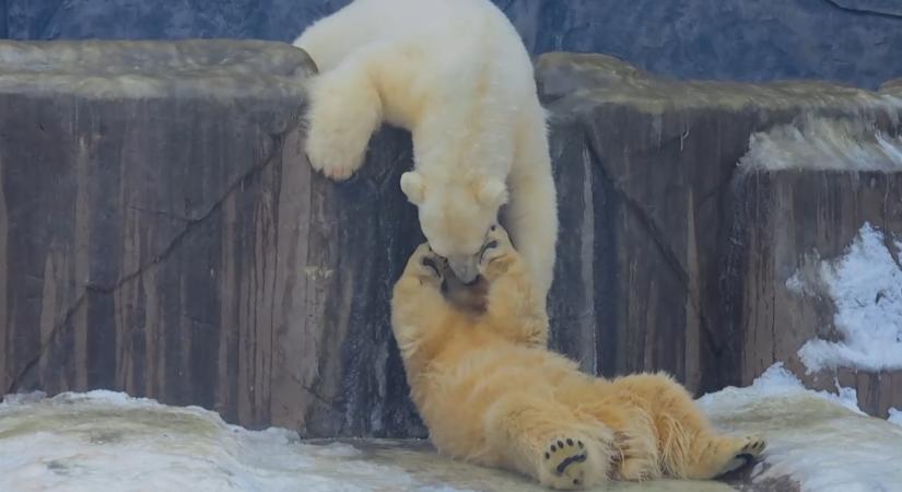 Már 130 kilósak az első hónak örülő nyíregyházi jegesmedvebocsok