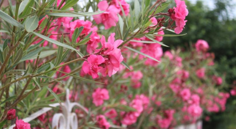 Vigyázz! Hiába élte túl a leander a telet, ha ezt teszed vele!