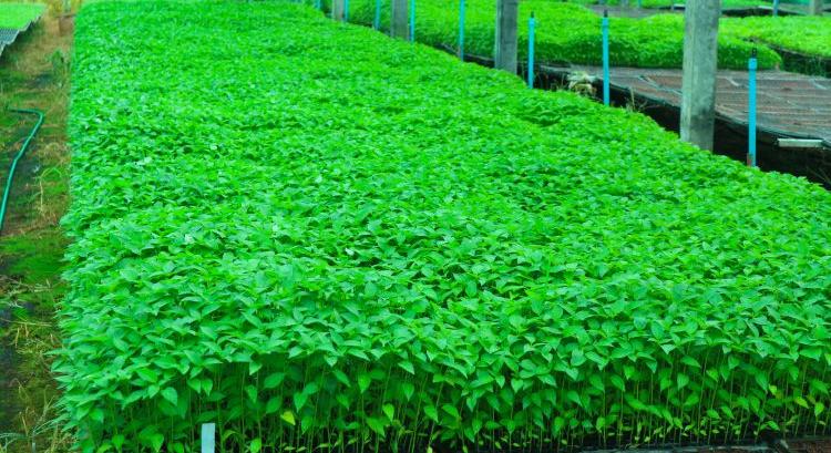 A paprika termékkörének bővítési lehetősége a DélKerTÉSZ tagjainál