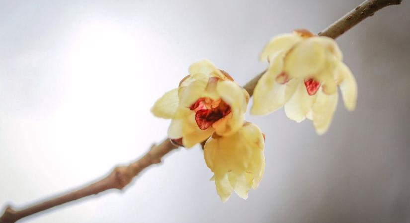 Káprázatos idővel búcsúzik a naptári tél február utolsó napján