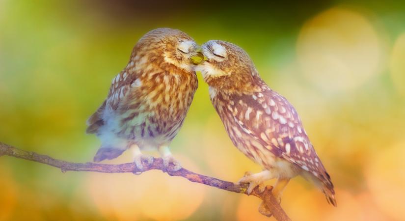 Heti szerelmi horoszkóp 2026. február 28-március 6: lelkesítő fényszögek jönnek