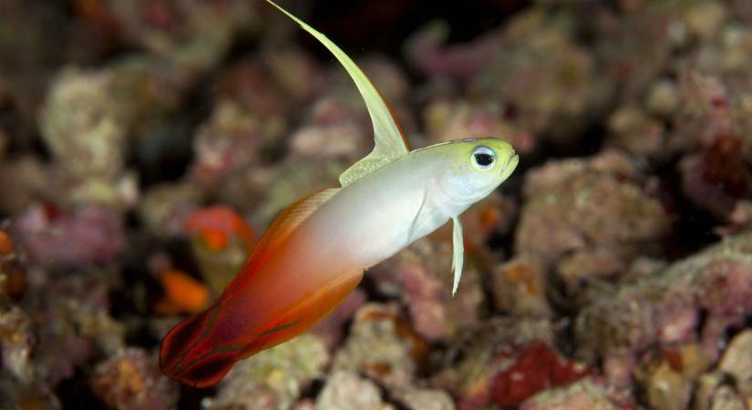 Kriptohitelek bitcoin fedezettel úgy, hogy a kontroll nálad marad – ezt kínálja a Firefish