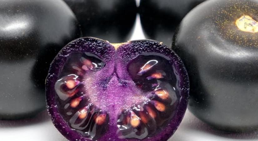 Génmódosított, mégis egészséges? Áttörés a paradicsom piacán