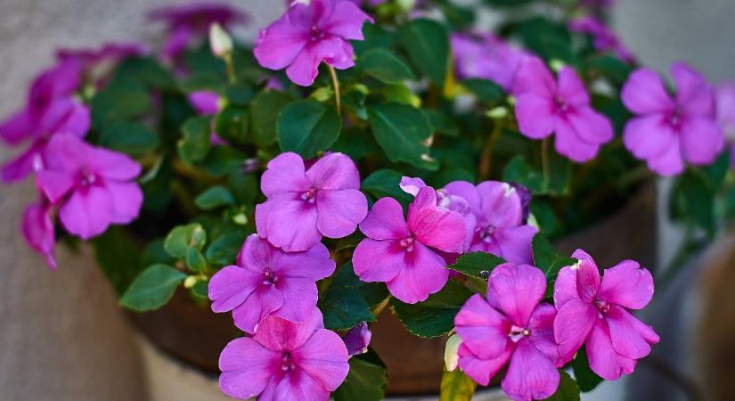 Olcsó, látványos és igénytelen: ez a retró virág régen minden kertben és balkonon ott volt