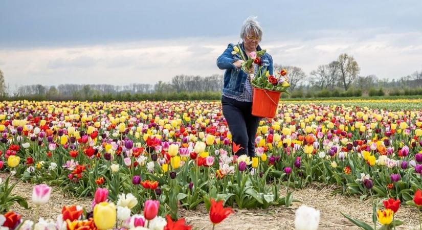 Ezek a legszebb tavaszi virágos kirándulóhelyek Fejérben (videóval)