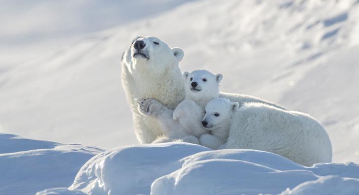 Megható találkozás a hó birodalmában, cuki jegesmedvecsaládot kaptak lencsevégre
