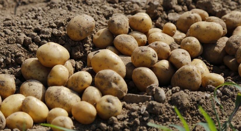 A bőség átka: Miért lett a rekordtermésből a burgonyatermesztők rémálma?