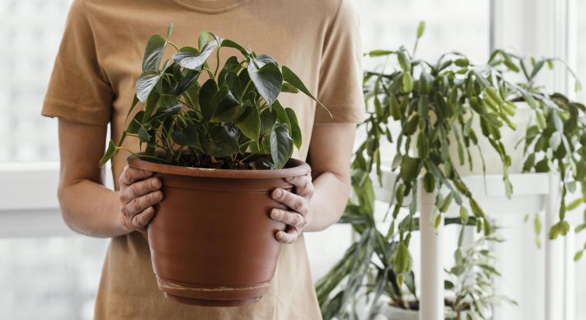 Túlöntözés vagy vízhiány miatt hervad a szobanövény? 5 jel, amiből biztosan kiderül