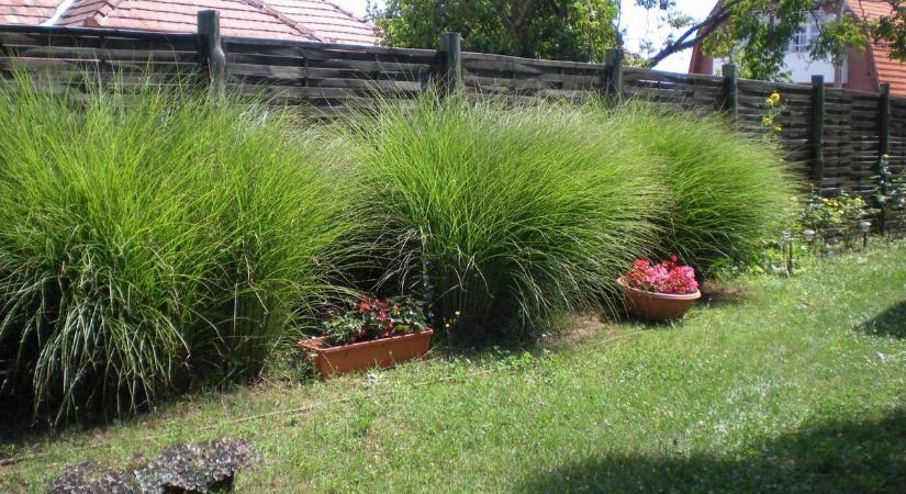 Itt az ideje visszavágni a kertben a díszfüveket – mutatjuk, hogyan!