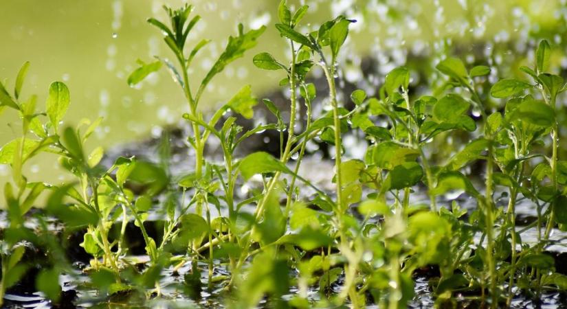 Sivatagi technológia az Alföldön: ilyen trükkökkel győzhetjük le a szárazságot