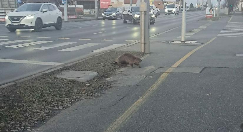 Hód keltett feltűnést Szombathelyen