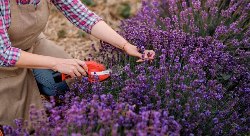 Így lesz idén nyárra buja és illatos a levendulád – kertészek bevált trükkjei
