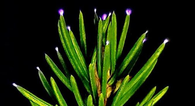 Igazolódott egy régóta sejtett, zivatarokhoz kapcsolódó jelenség