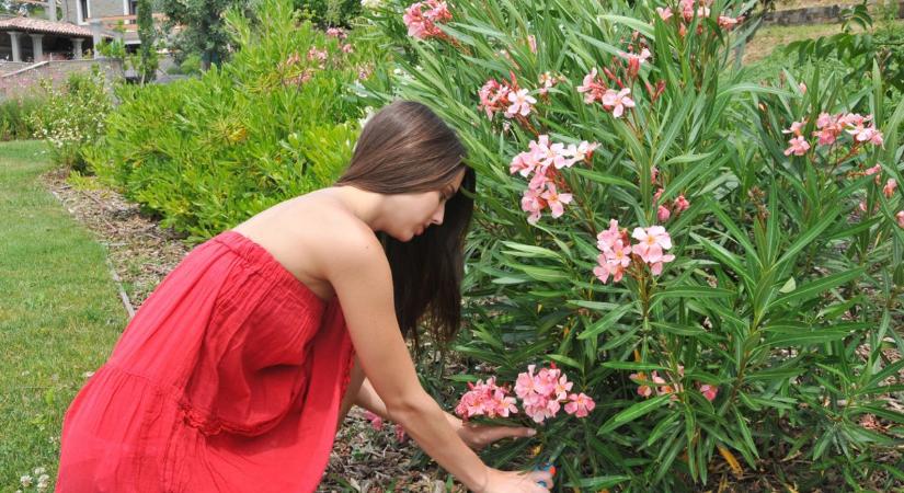 Így lehet erős és virággal teli a pécsiek kedvenc növénye, a leander