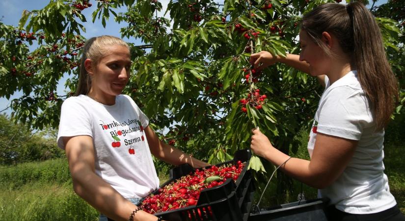 Nem csak dísznek jók a tálban: íme a leghatékonyabb gyümölcsök, amik segítenek a fogyásban