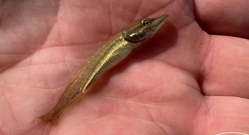 300 689 kg ponty és 16 729 km: Íme a 2025-ös balatoni haltelepítés gigantikus mérlege