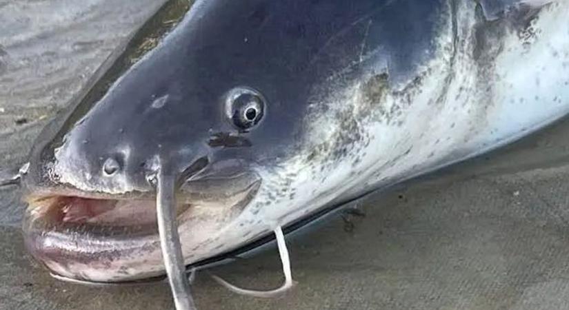 Köpni-nyelni sem tudott a harcsa, ez lett a veszte az óriási ragadozónak!