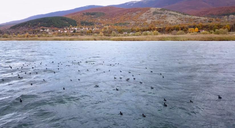 Agresszív állatok okoznak riadalmat: brutális, amit művelnek