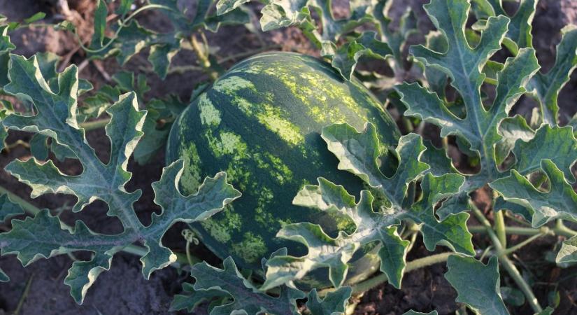 Mindent eláraszthat a spanyol dinnye? Drasztikus területbővülés Almeríában