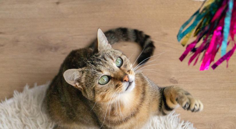 Unatkozik a cicád? Íme néhány egyszerű és olcsó macskajáték