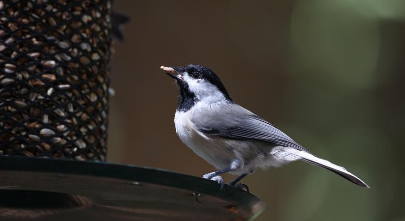 Tél végén: mikor érdemes abbahagyni a madáretetést?
