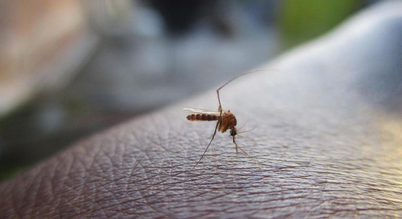 Átalakulóban a szúnyogok étrendje – az ember került az élre