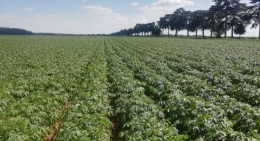 Burgonya stresszben: mit hoz a kondicionálás?