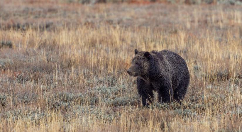 Kilőtték a medvét, amelyik emberre támadt Székelyföldön