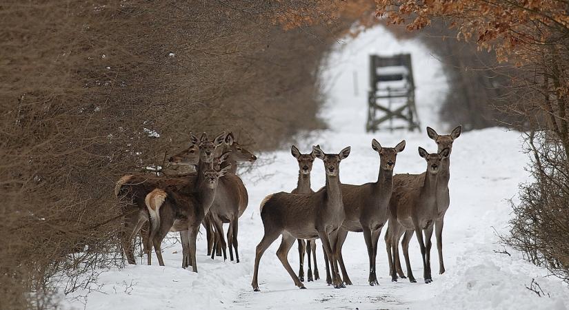 Lezárultak a társas vadászatok a Parkerdő területein Pilisi Parkerdő Zrt.