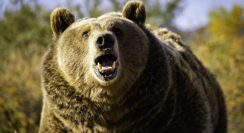 Saját kertjében ért medvetámadás egy székelyföldi férfit