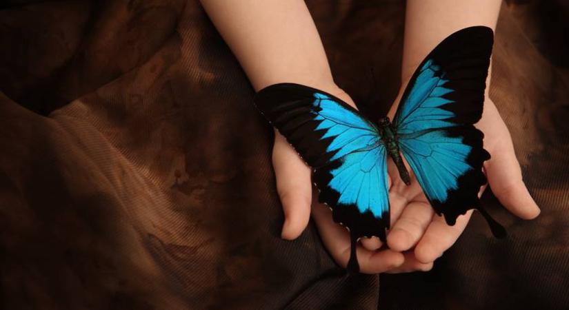 Ezernyi színpompás pillangó vesz körül ezen a különös helyen