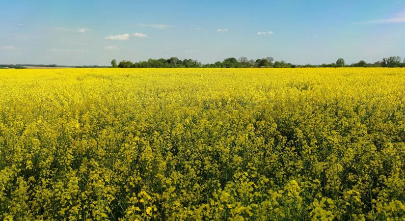 Newgold: A Bayer új vetőmagmárkája, amivel a repülőüzemanyag-piacra léphet a gazda