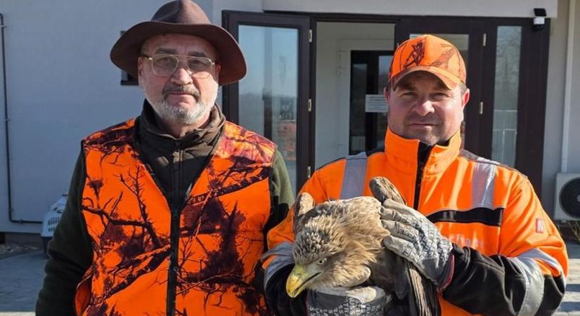 Sérült rétisas került a Mályi Természetvédelmi Egyesülethez