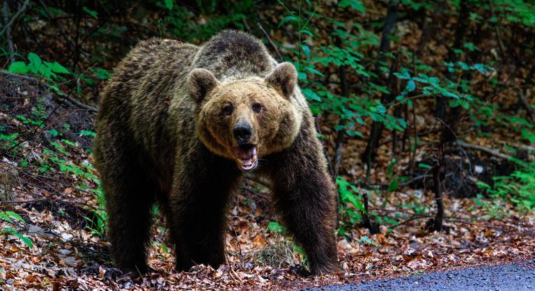 Fényes nappal a saját kertjében ért medvetámadás egy székelyföldi férfit