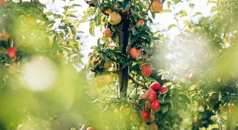 Kifakadt a szakma: rémületkeltés vagy valóság a magyarországi almabotrány?