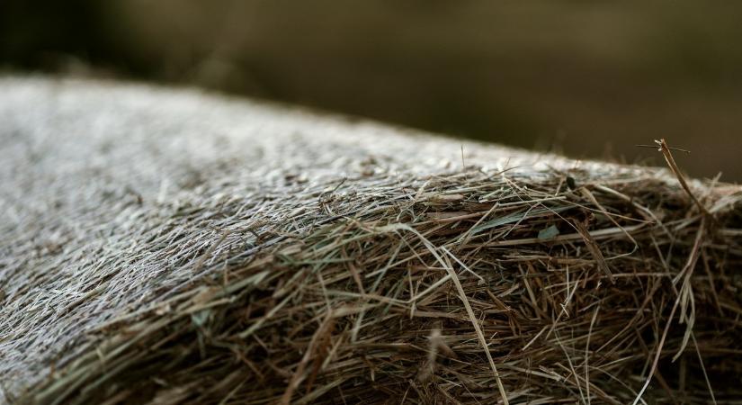 Lefoglalta és leplombálta a rendőrség a lómenhely szénabáláit