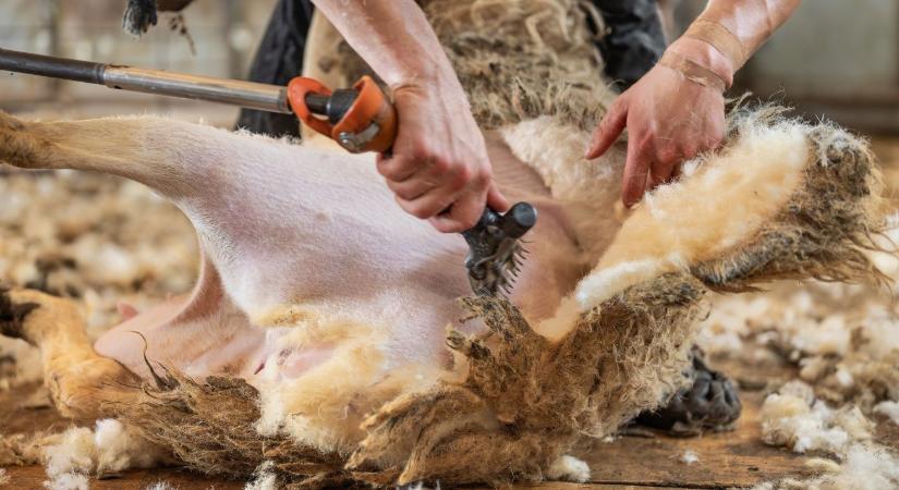 2000 tonna magyar gyapjú a szemétben: Miért dobunk ki minden évben egy vagyont?