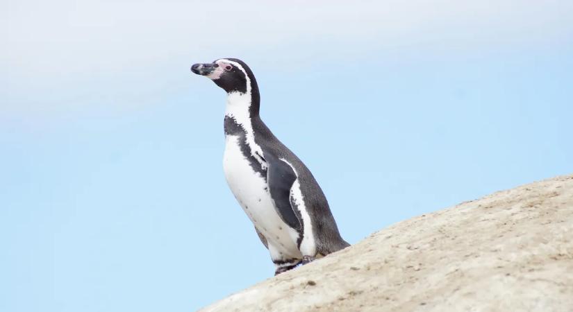 Lebukott a tolvaj! Egy pingvin lopkodta a szomszédja kavicsait