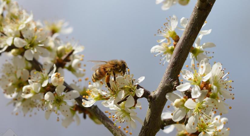 Tavaszi rovarinvázió a kertben és a lakásban – Mit tehetünk hatékonyan és környezetbarát módon?