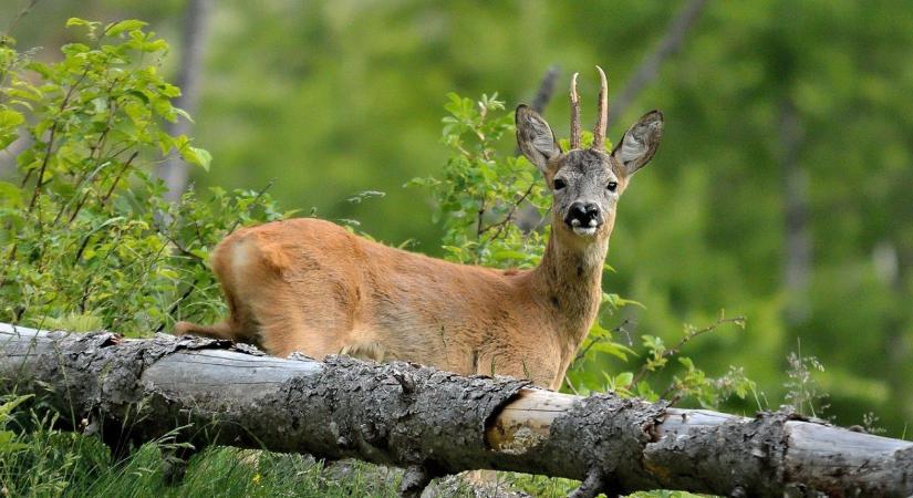 Ingyenes képzések és e-learning: Itt az új 700 milliós természetvédelmi csomag