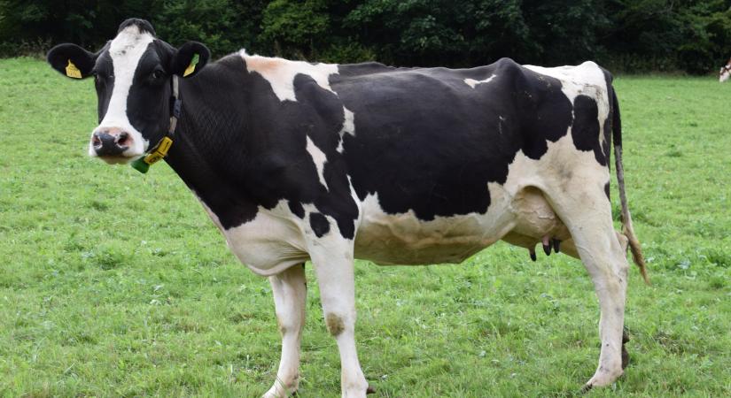 Járványbiztos telepeket hoznának létre a marhatenyésztők, hogy megvédjék az őshonos állatokat