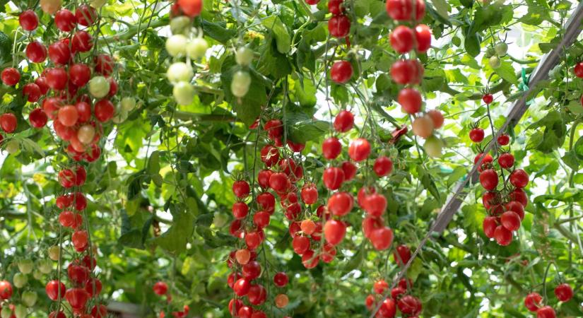 Forradalmi viaszbevonat válthatja ki a növényvédő szereket