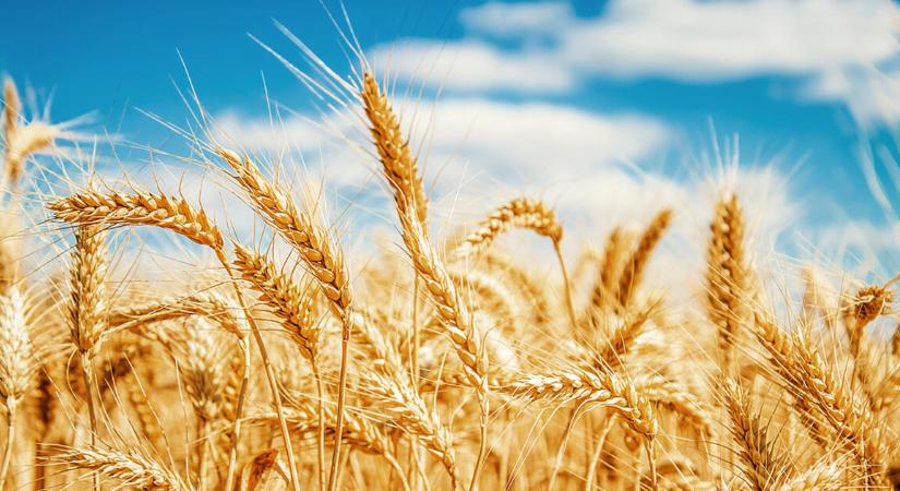 Megkapják a pénzüket a Bászna Gabona károsultjai